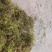 贵州大灰苔藓产地直发品质保证量大从优一手货源欢迎