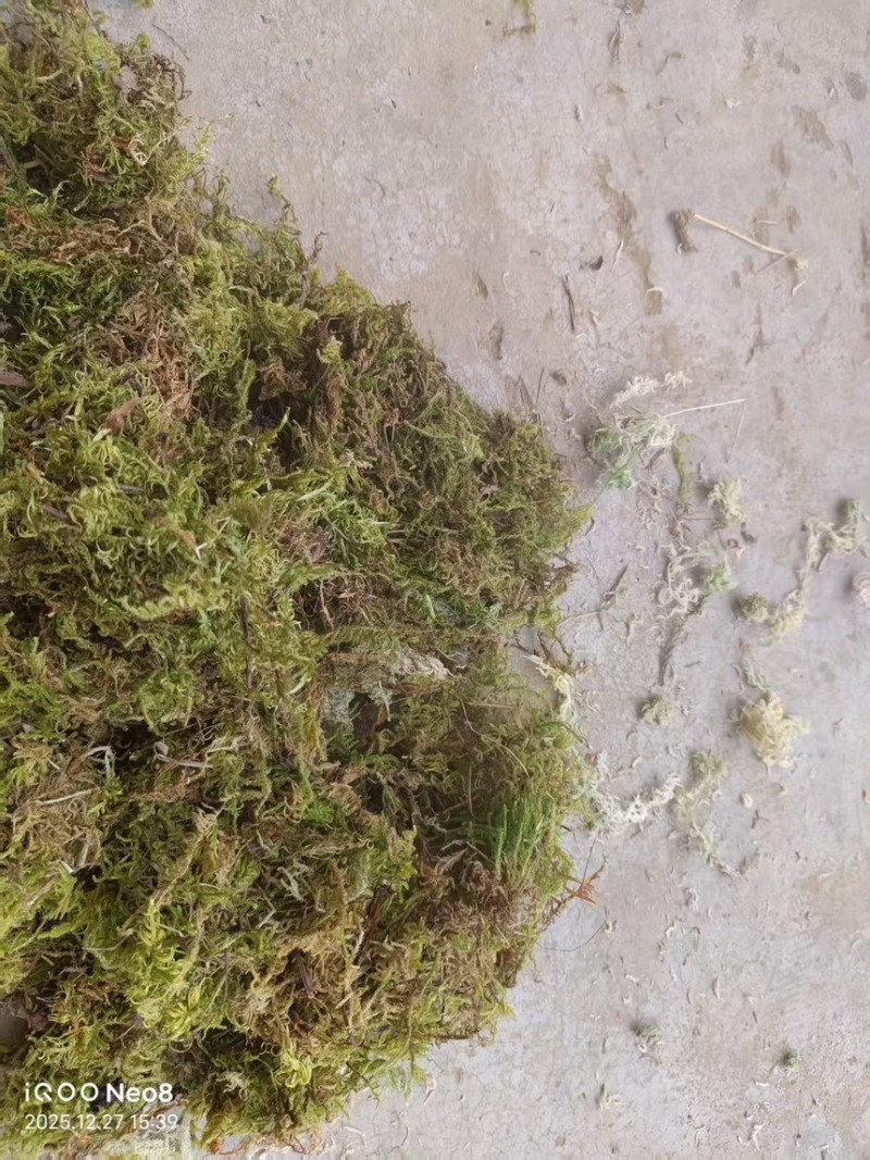 贵州大灰苔藓产地直发品质保证量大从优一手货源欢迎