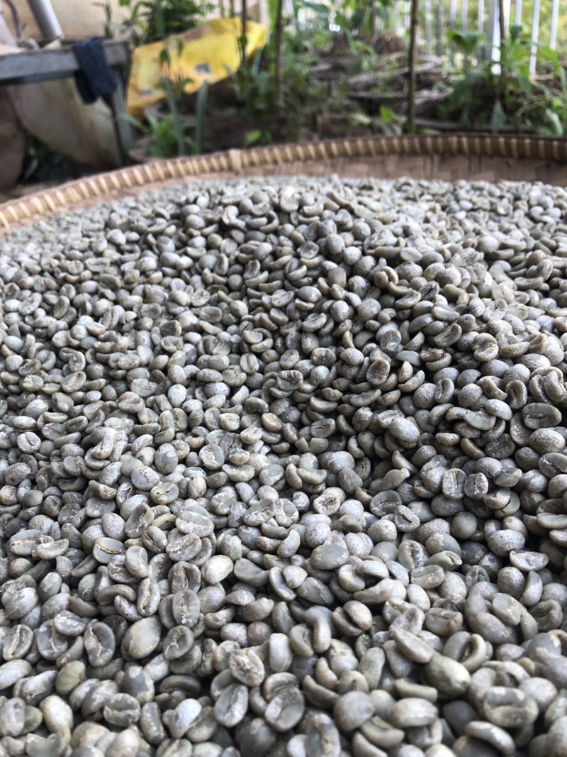 云南咖啡豆商业豆一级