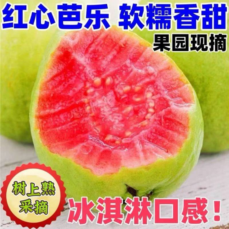 《红心芭乐》广东番石榴丶产地货源丶常年供应丶欢迎采购下单