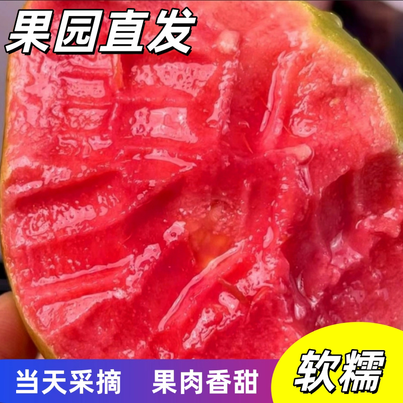 《红心芭乐》广东番石榴丶产地货源丶常年供应丶欢迎采购下单