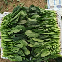 精品大叶菠菜大量上市各种规格货源电商平台市场商超