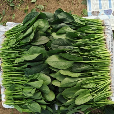 精品大叶菠菜大量上市各种规格货源电商平台市场商超