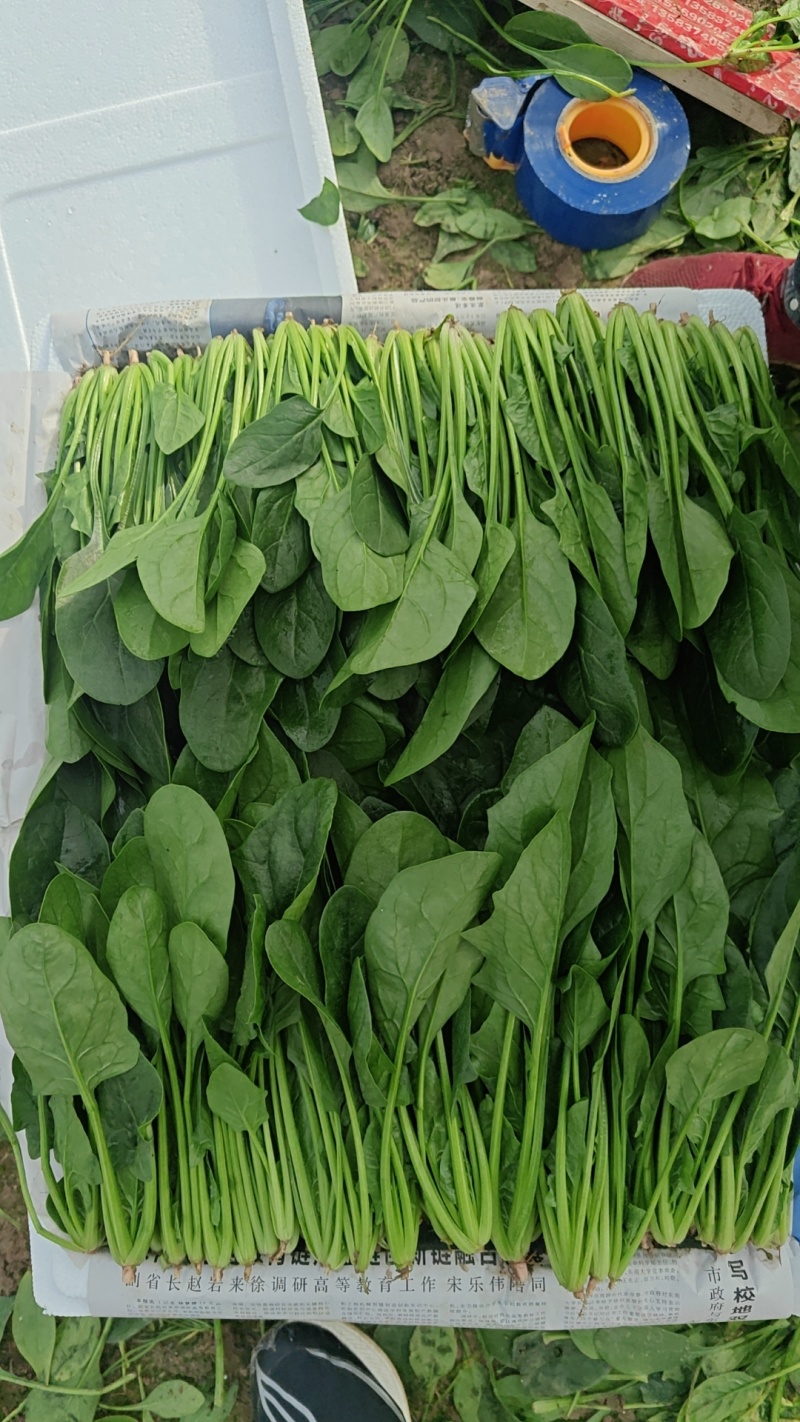 精品大叶菠菜大量上市各种规格货源电商平台市场商超
