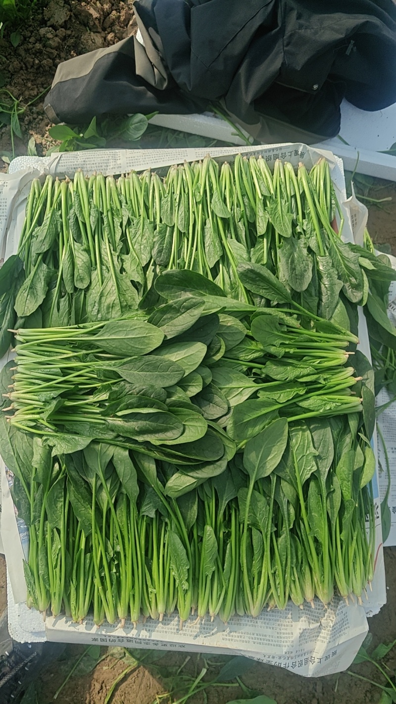 精品大叶菠菜大量上市各种规格货源电商平台市场商超