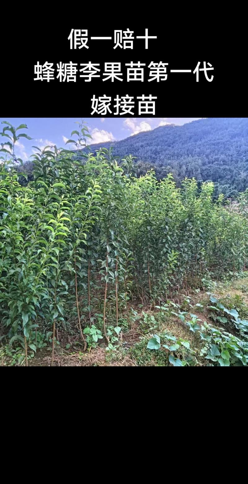 正宗六马蜂糖李果苗，基地直销，免费技术