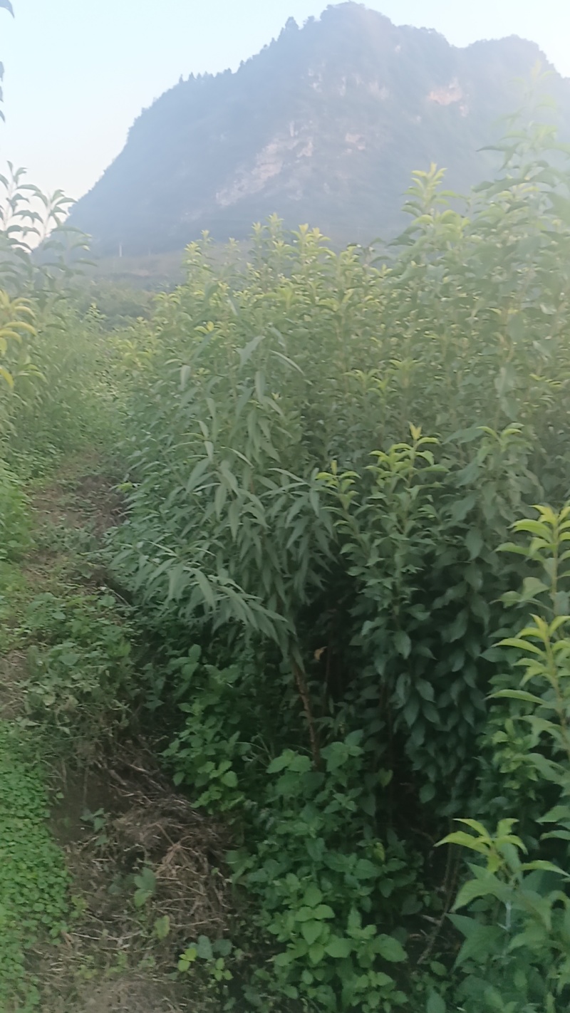 正宗六马蜂糖李果苗，基地直销，免费技术
