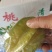 供应香桃芭乐，杨桃，苗也有