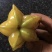 供应香桃芭乐，杨桃，苗也有