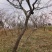 紫藤/丰花紫藤/河南南阳苗木基地成品紫藤大量上市