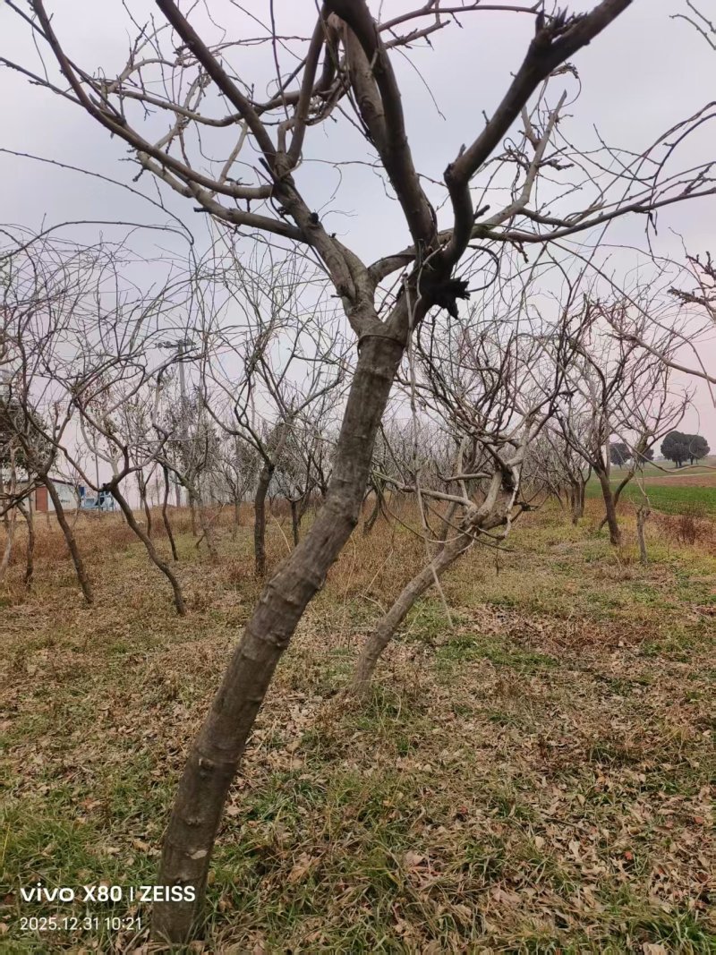 紫藤/丰花紫藤/河南南阳苗木基地成品紫藤大量上市
