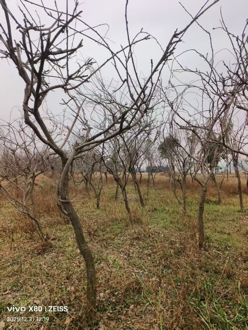紫藤/丰花紫藤/河南南阳苗木基地成品紫藤大量上市