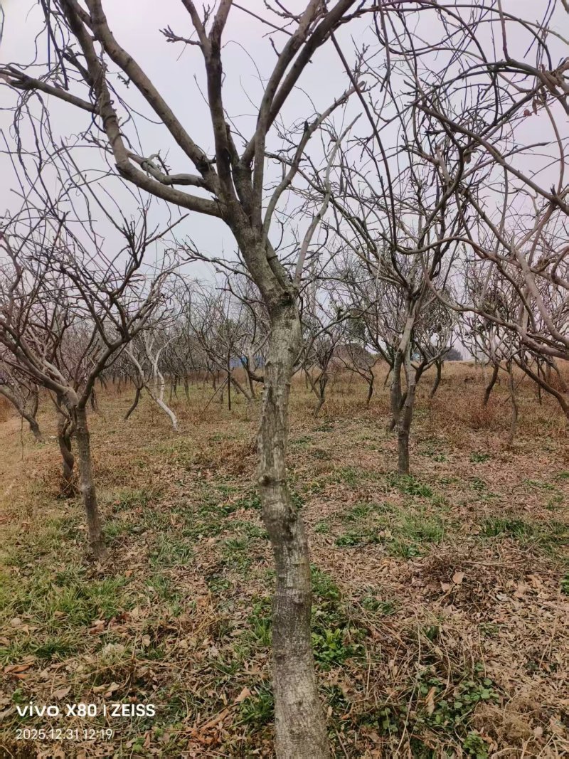 紫藤/丰花紫藤/河南南阳苗木基地成品紫藤大量上市