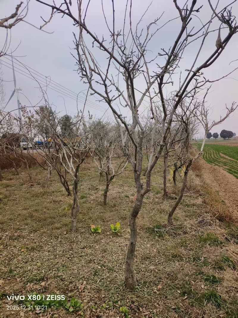 紫藤/丰花紫藤/河南南阳苗木基地成品紫藤大量上市