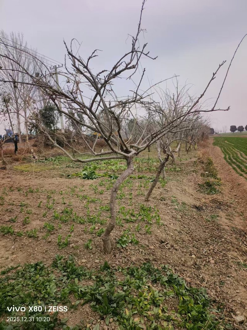 紫藤/丰花紫藤/河南南阳苗木基地成品紫藤大量上市