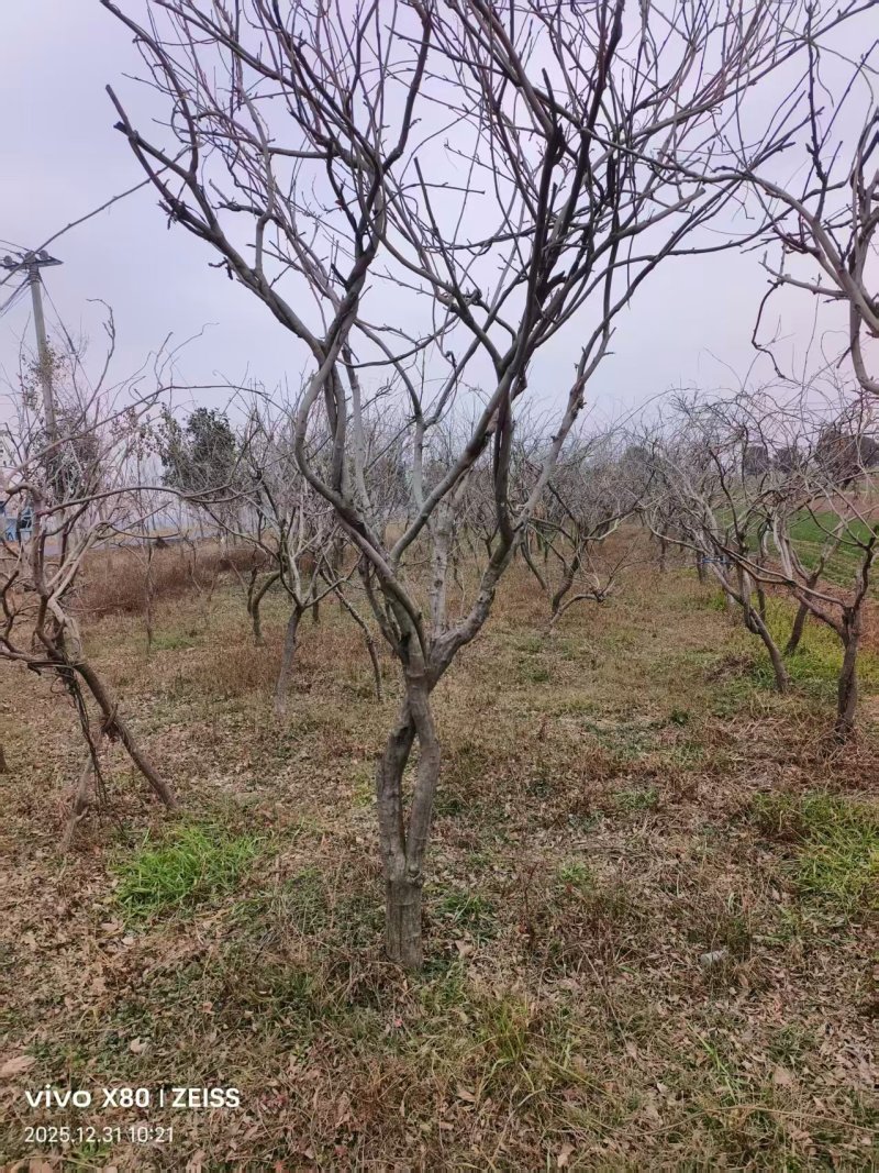 紫藤/丰花紫藤/河南南阳苗木基地成品紫藤大量上市