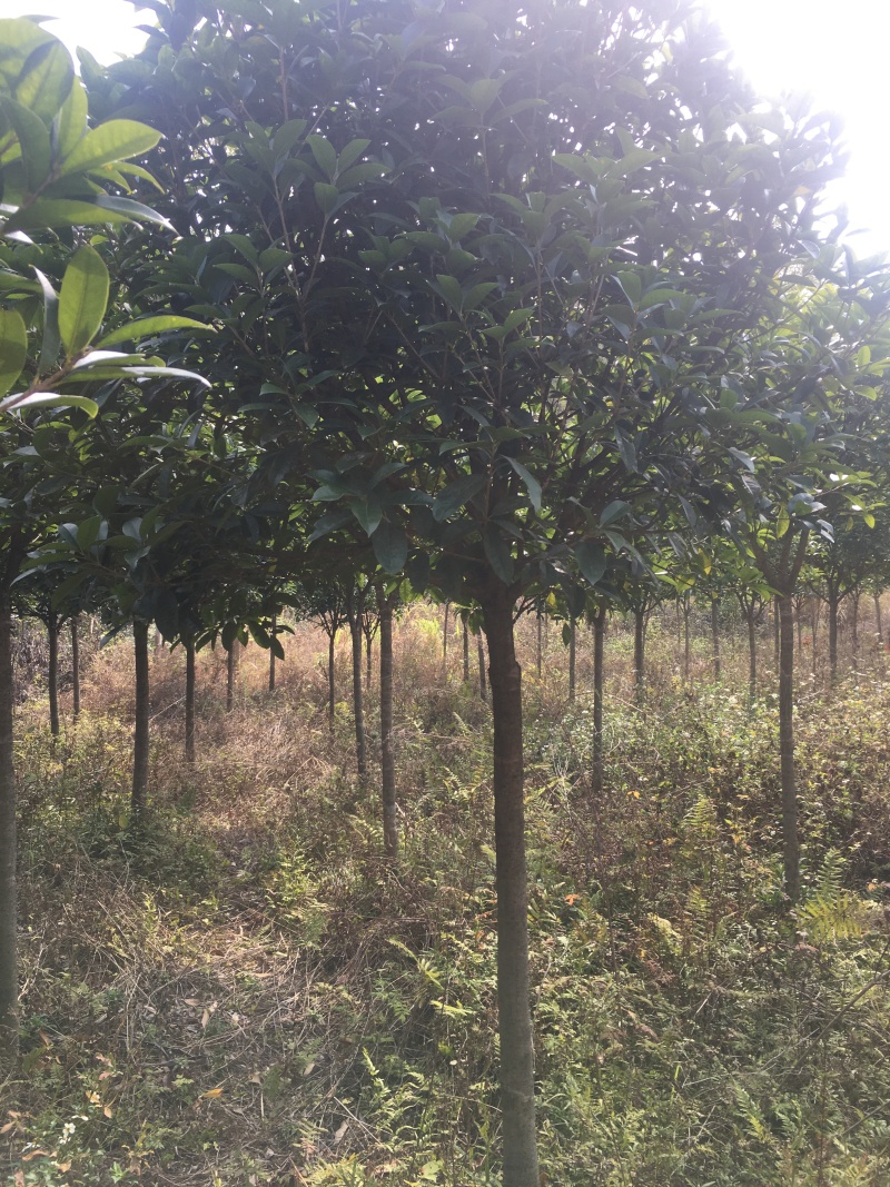 金球桂花树朱砂桂花树
