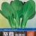 杜绝假货慕兰多青梗菜种子鸡毛菜种子油菜籽蔬菜种子