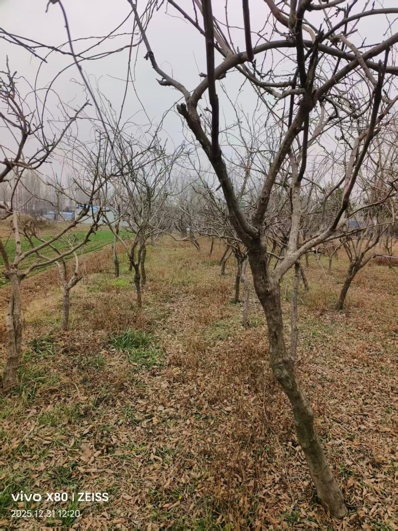 紫藤/丰花紫藤/南阳紫藤大量出售/对接全国采购商