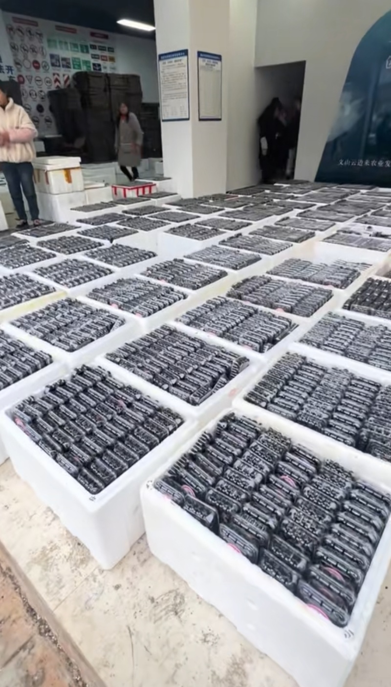 红果参源头批发