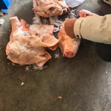 二级猪头