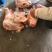 二级猪头