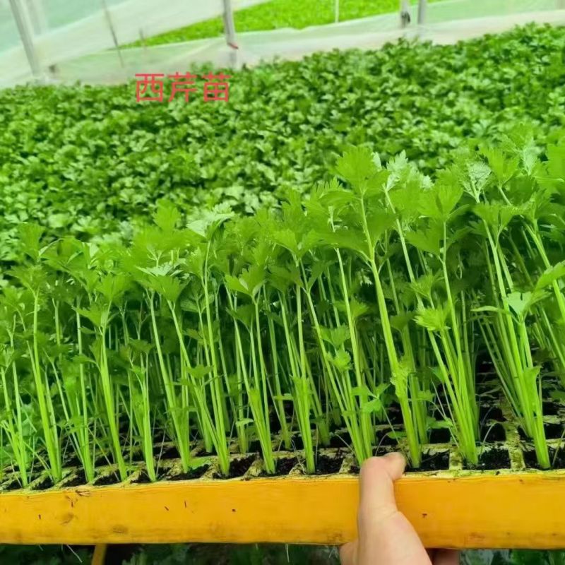 三里旺种苗出口基地，全年提供优质各类蔬菜苗子，看不顺眼，