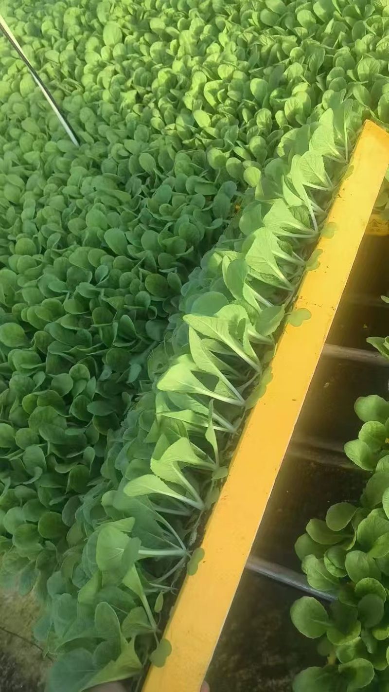 三里旺种苗出口基地，全年提供优质各类蔬菜苗子，看不顺眼，