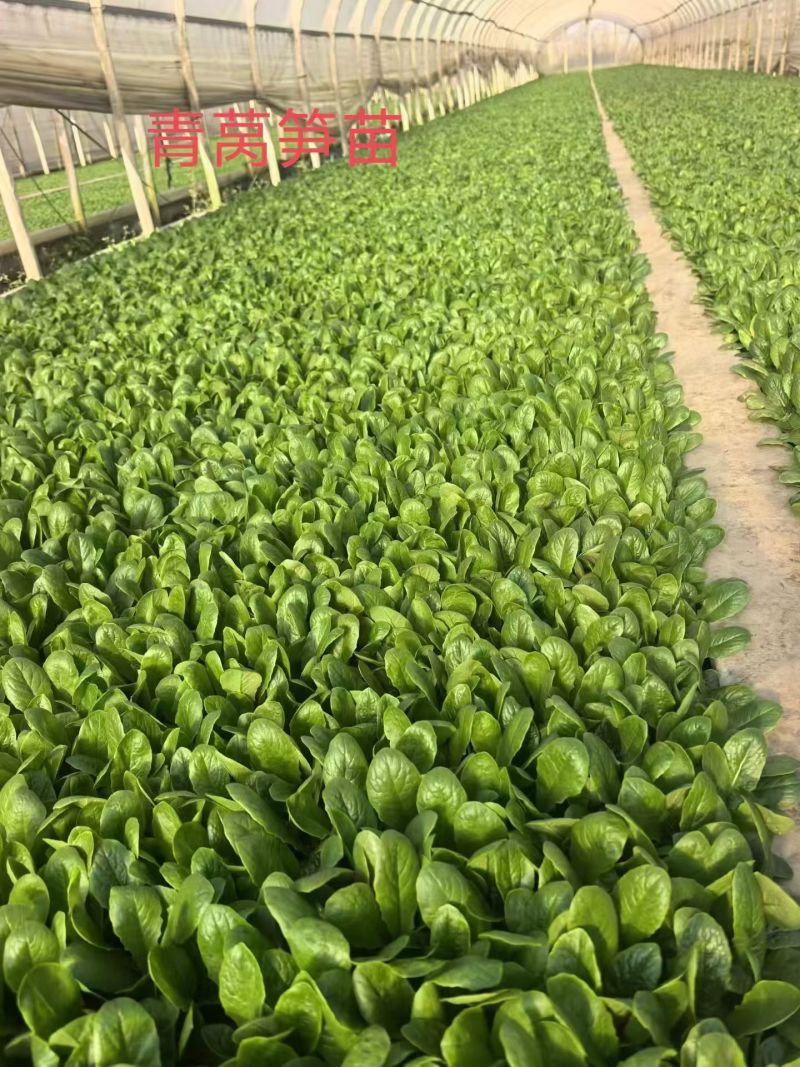 三里旺种苗出口基地，全年提供优质各类蔬菜苗子，看不顺眼，