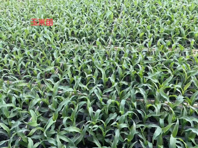 三里旺种苗出口基地，全年提供优质各类蔬菜苗子，看不顺眼，