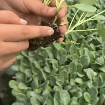 三里旺种苗出口基地，全年提供优质各类蔬菜苗子，看不顺眼，