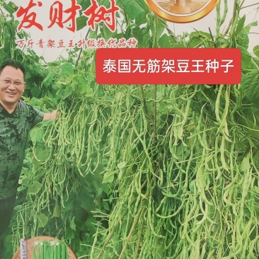 杜绝假货架豆王种子豆角种子架豆种子蔬菜种子中晚熟