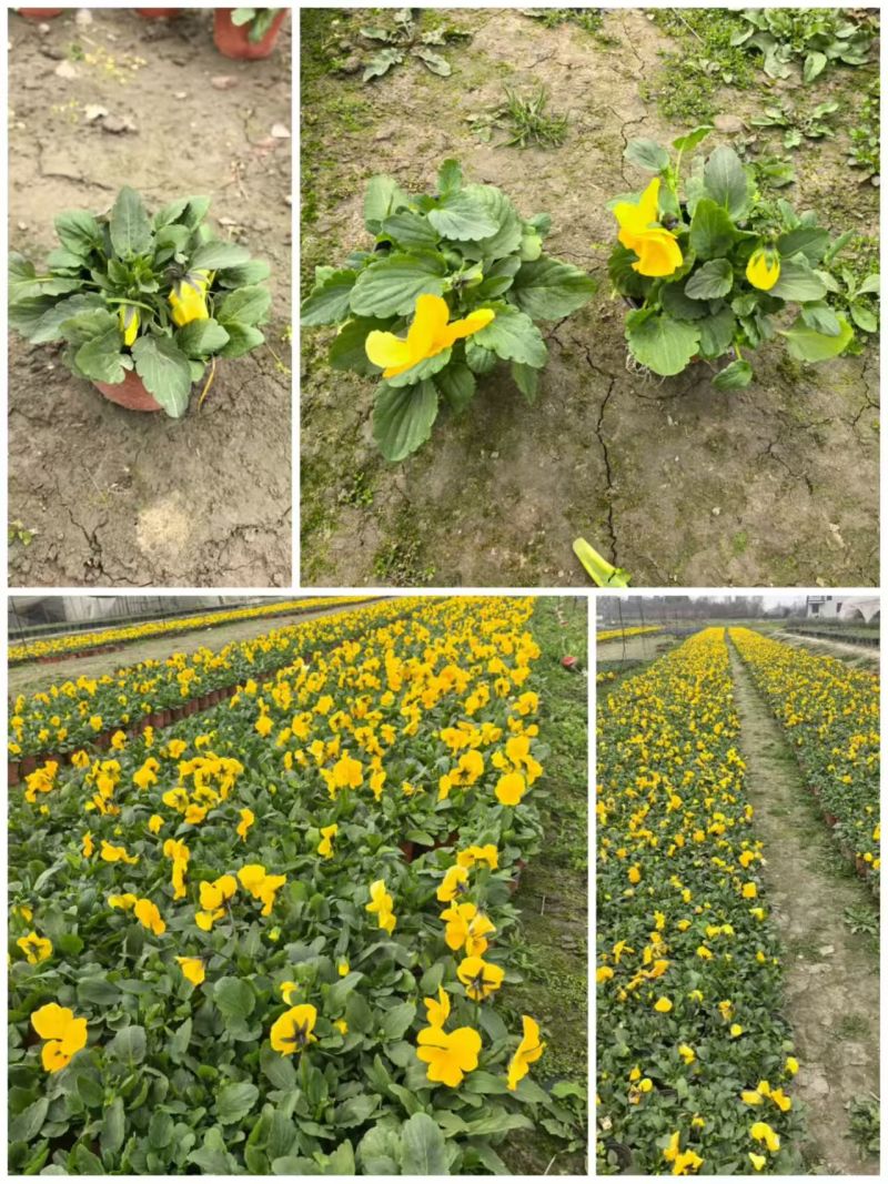 三色堇，各种花色，基地常年直销，冠幅饱满。