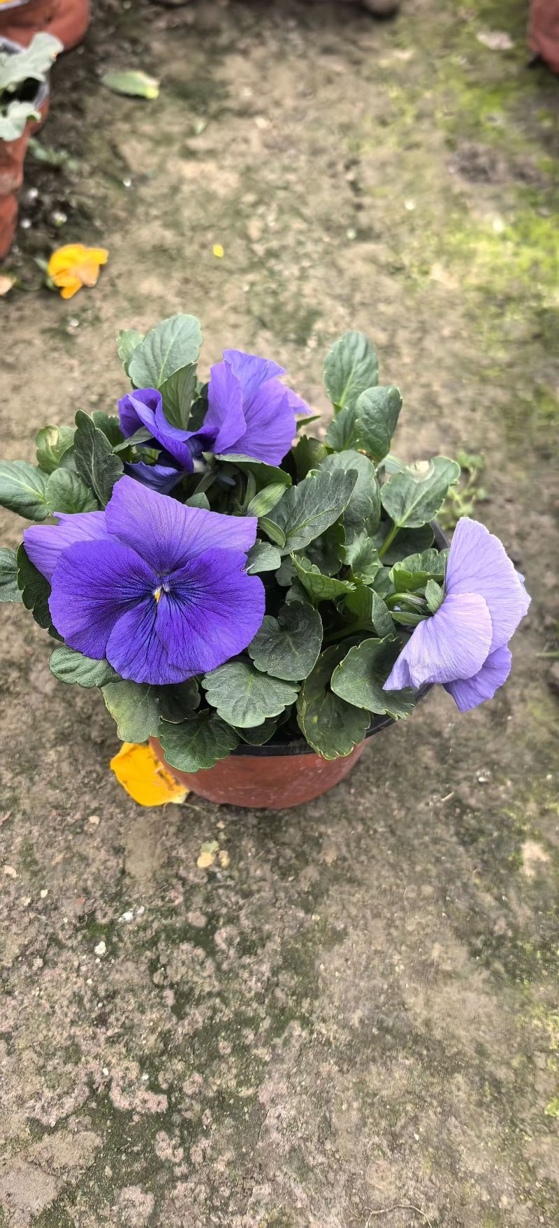 三色堇，各种花色，基地常年直销，冠幅饱满。