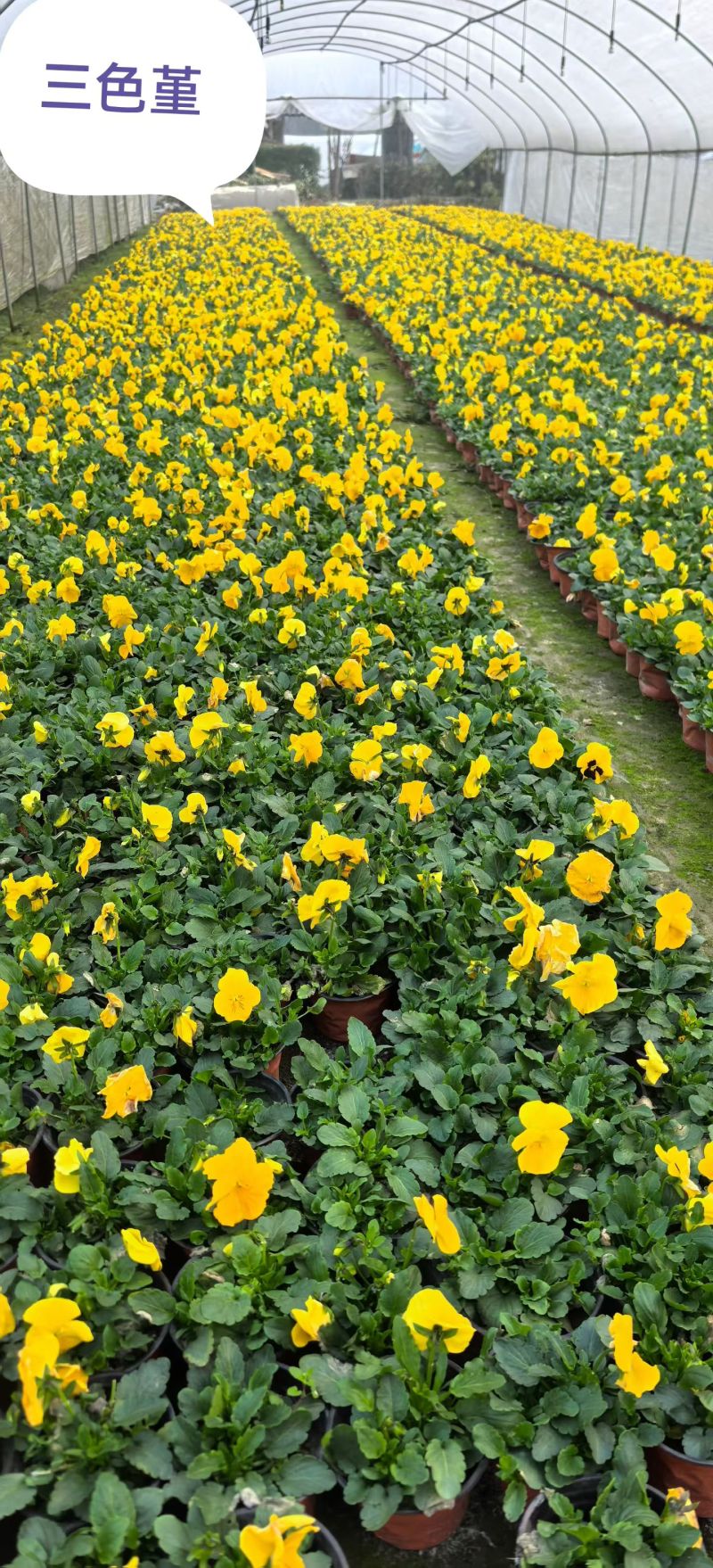 三色堇，各种花色，基地常年直销，冠幅饱满。