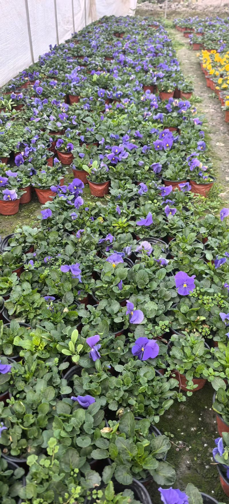 三色堇，各种花色，基地常年直销，冠幅饱满。