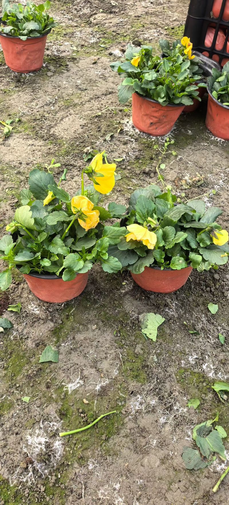 三色堇，各种花色，基地常年直销，冠幅饱满。