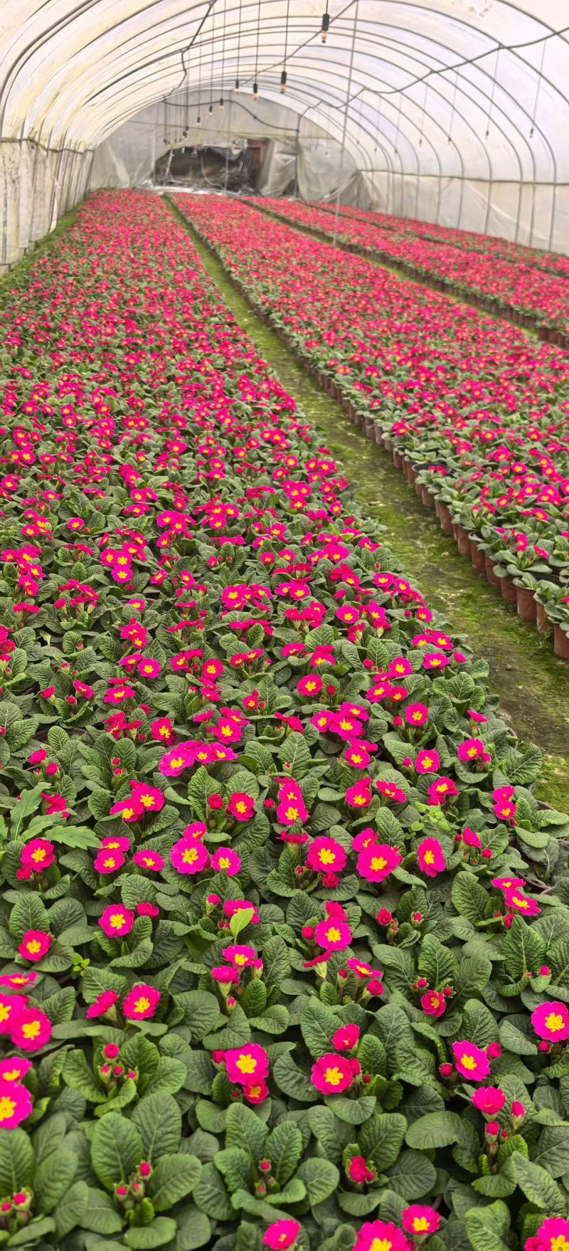 报春花，多品种花色，冠幅饱满，基地常年供应。