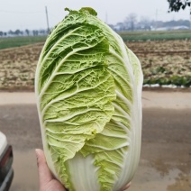 黄心白菜基地货，4567斤，价格0.2