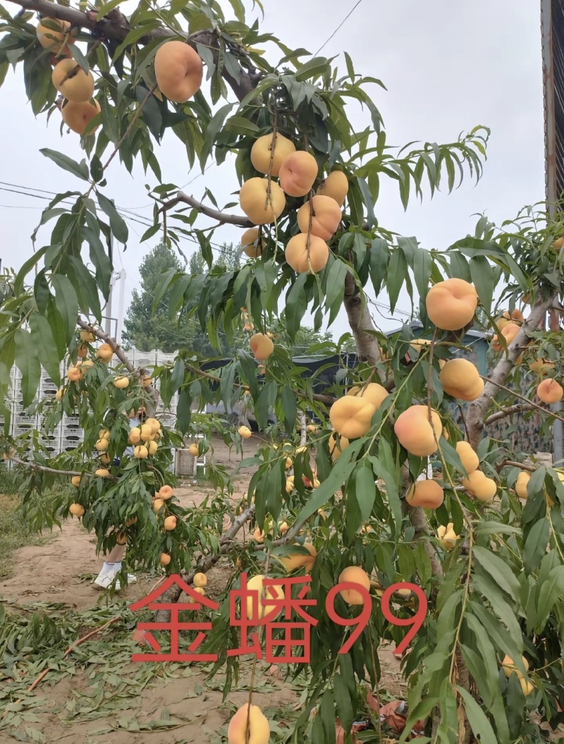 金蟠99蟠桃树苗早熟大果型高糖品种保证品种纯度