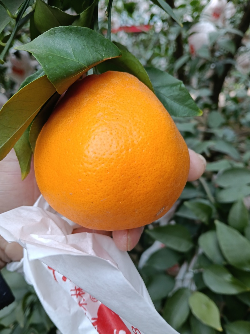春见耙耙柑