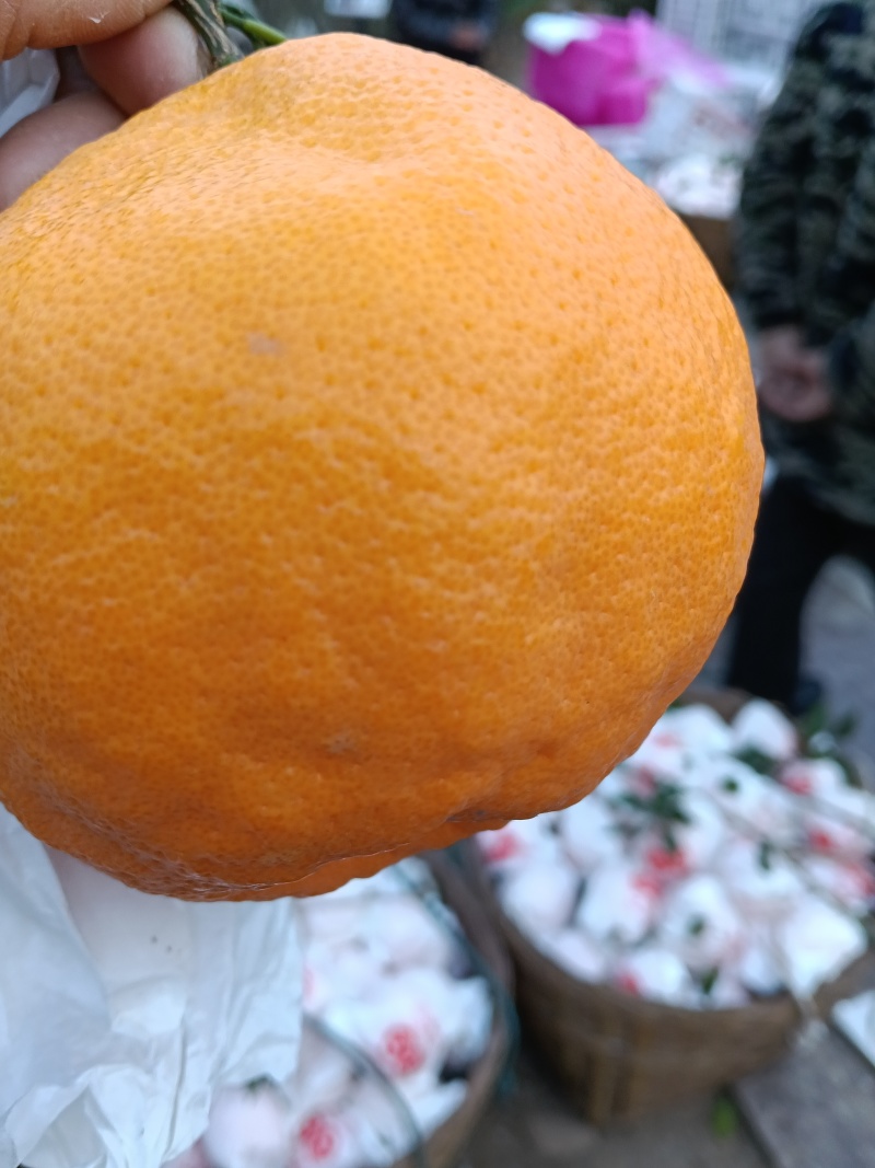 春见耙耙柑