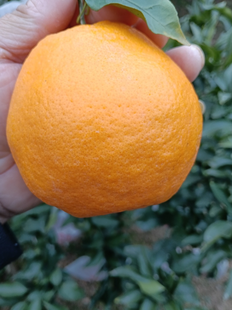 春见耙耙柑