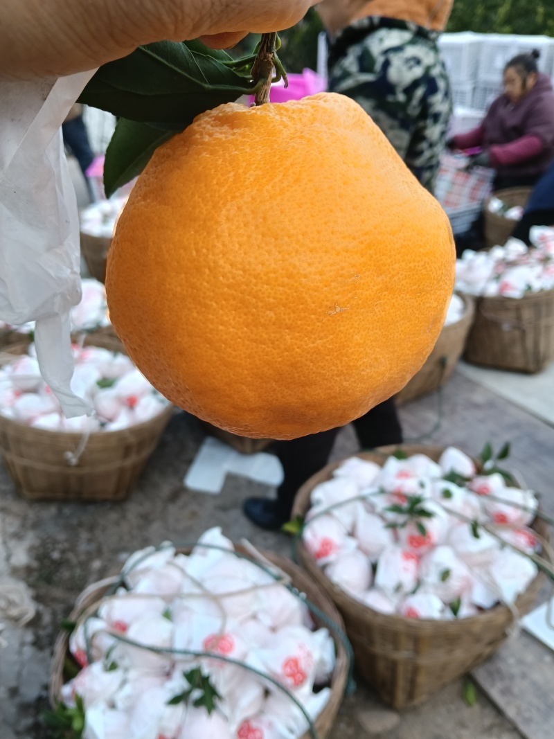 春见耙耙柑