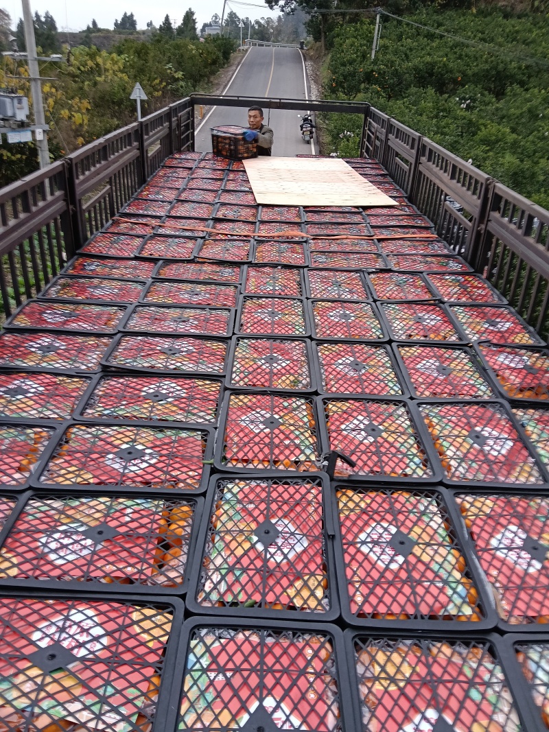 春见耙耙柑