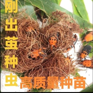 竹虫种虫公母一对为一件