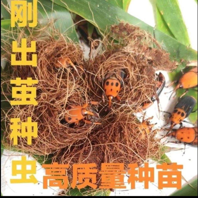 竹虫种虫公母一对为一件