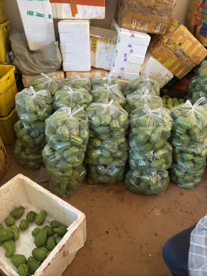 广东新苗佛手瓜产地一手货源可视频交流大量现货可供