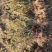 平枝荀子30厘米铺地蜈蚣产地优质平枝栒子小苗多分枝