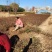 平枝荀子30厘米铺地蜈蚣产地优质平枝栒子小苗多分枝